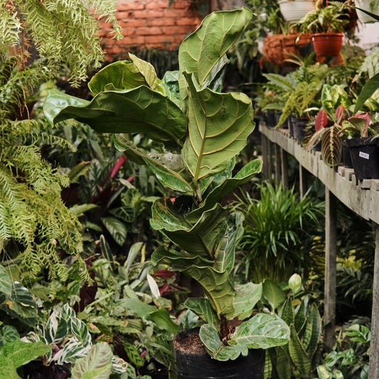 Ficus Lyrata Grande - Vivero Florecer