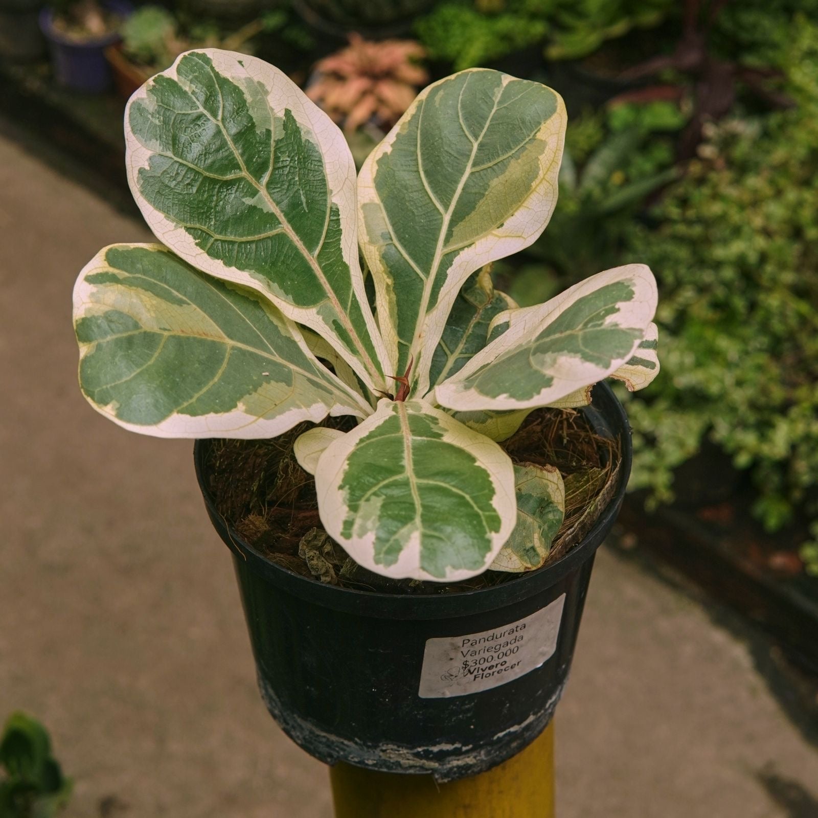 Ficus Lyrata Variegado - Vivero Florecer