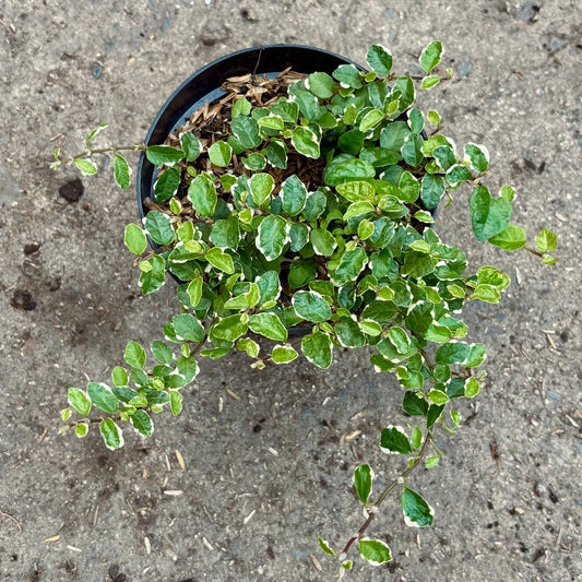 Ficus Pumila “Uña De Gato” Variegado - Vivero Florecer