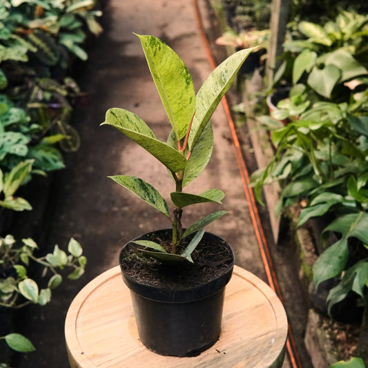 Ficus Shevereana - Vivero Florecer