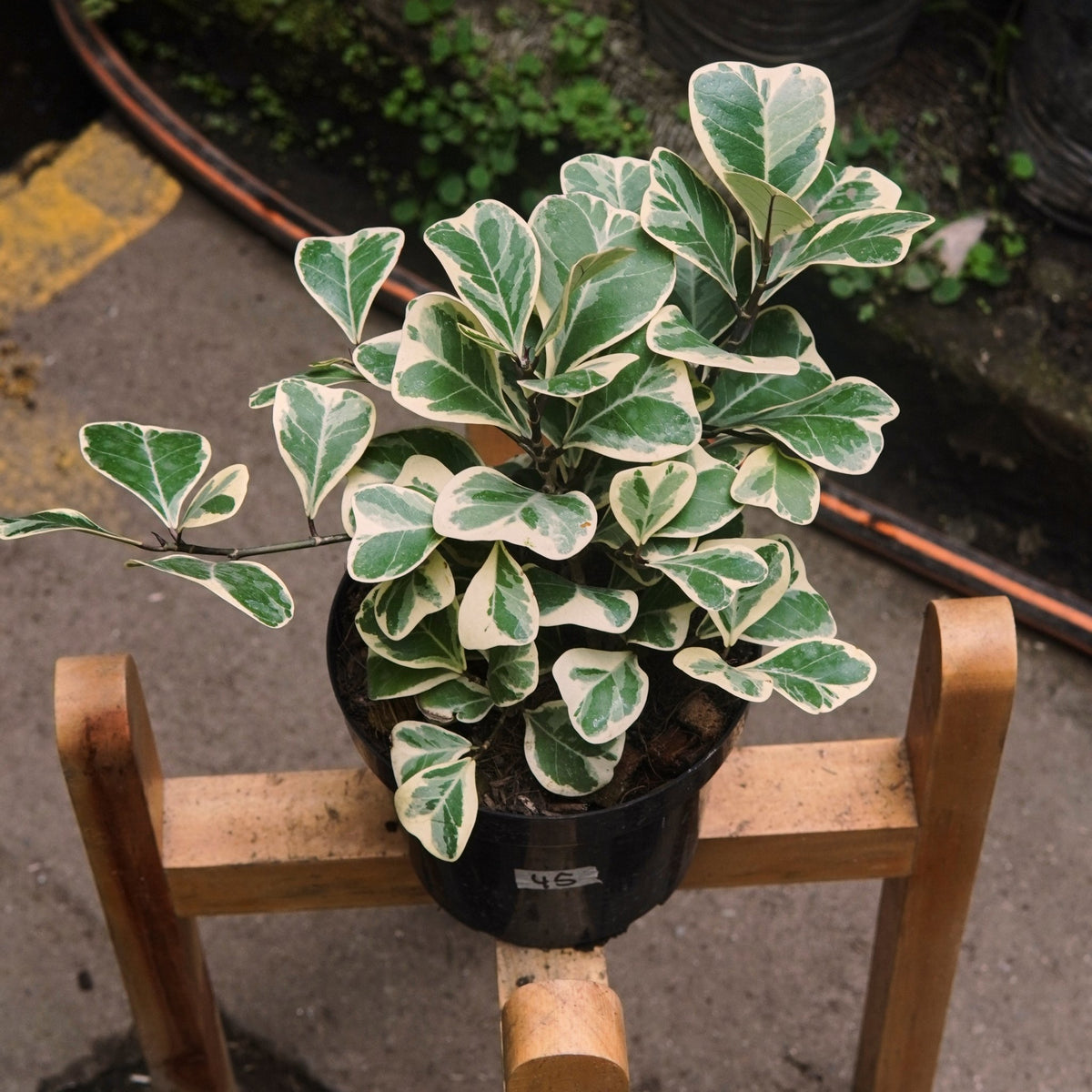Phasus Triangularis Ficus Triangularis Variegado – Vivero Florecer