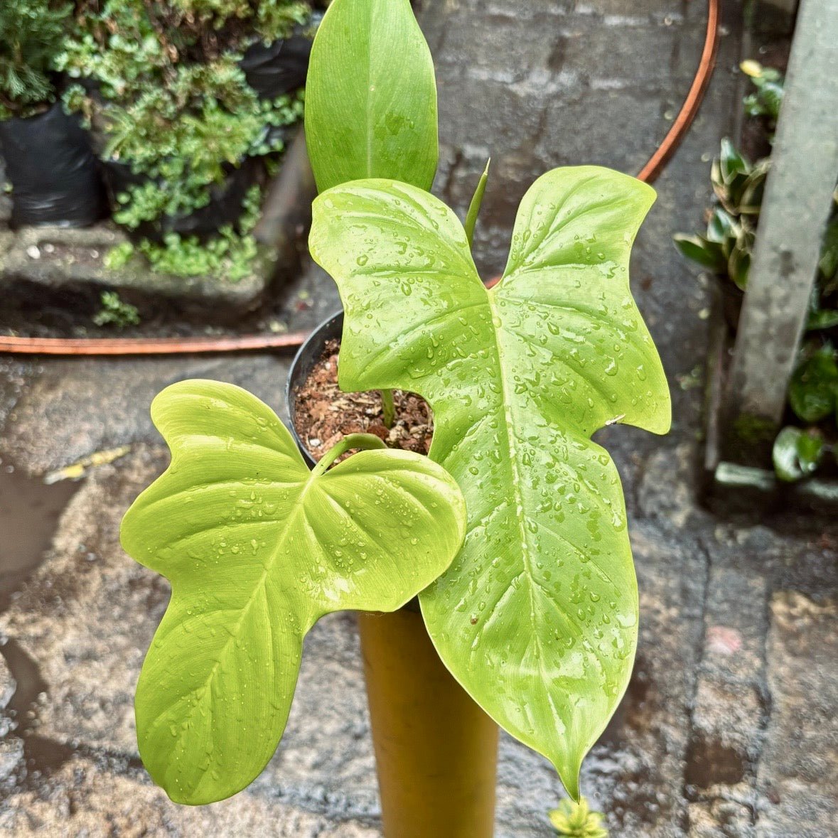 Filodendro Bipennifolium Golden Violin - Vivero Florecer