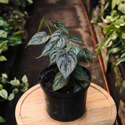 Filodendro Brandtianum - Vivero Florecer