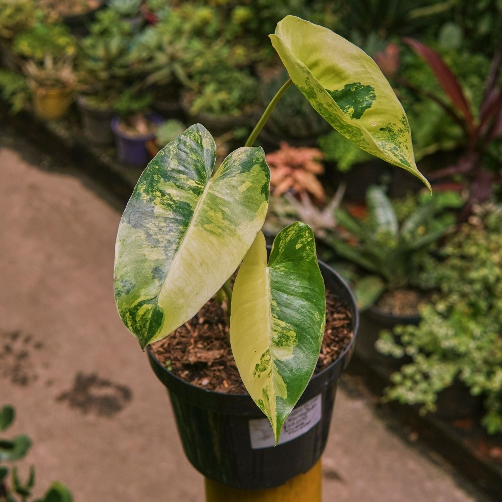 Filodendro Burle Marx Variegado - Vivero Florecer