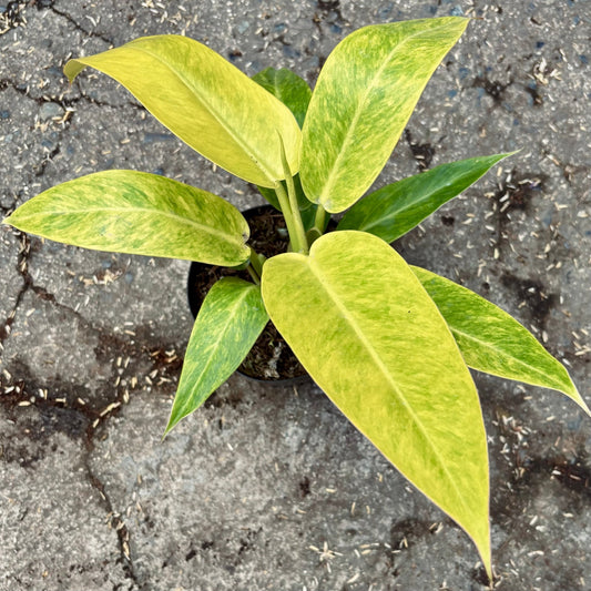 Filodendro Calkins Gold - Vivero Florecer