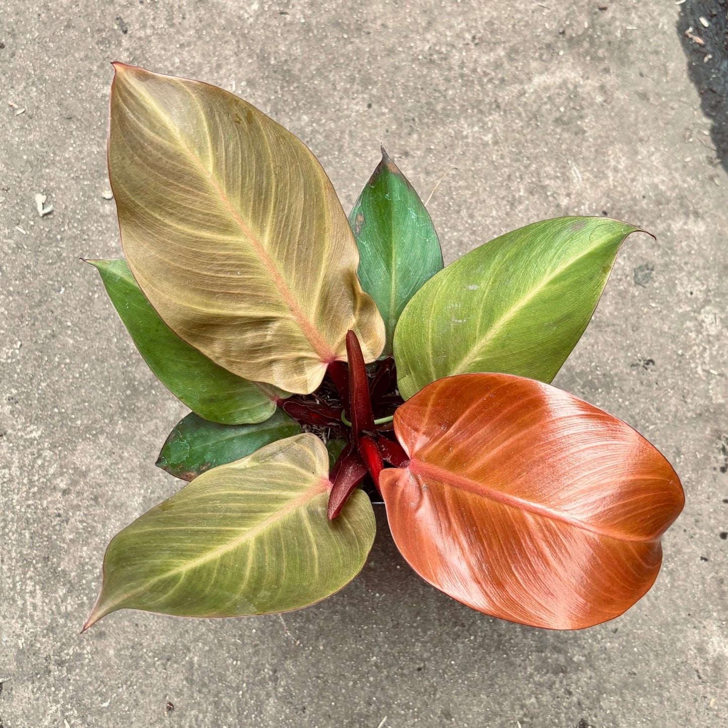 Filodendro Cherry Red - Vivero Florecer