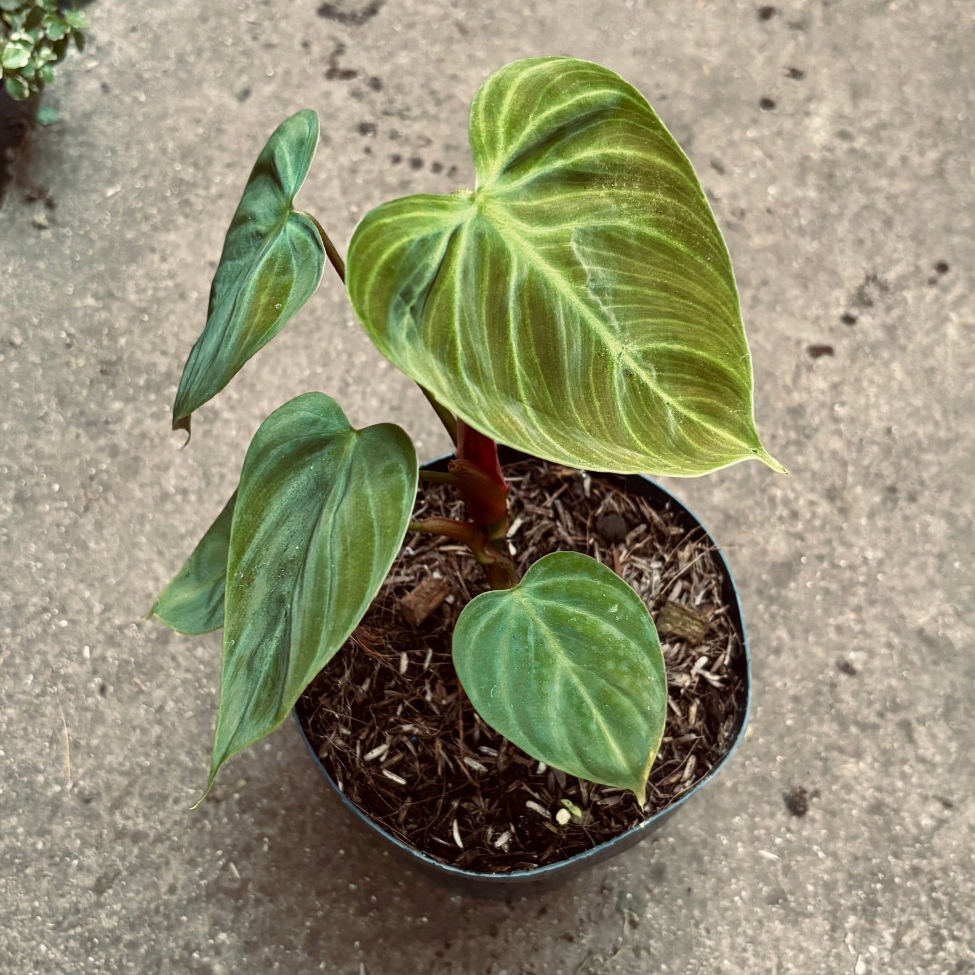 Filodendro Choco Red - Vivero Florecer