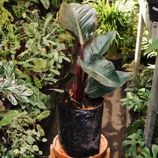 Filodendro Congo - Vivero Florecer
