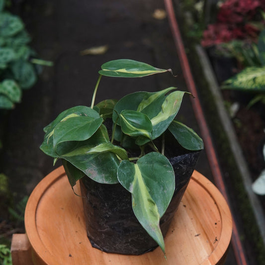 Filodendro Cordatum Brasil - Vivero Florecer