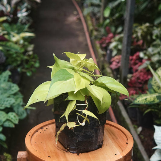 Filodendro Cordatum Lemon - Vivero Florecer