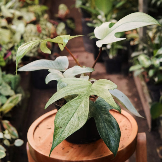 Filodendro Florida Ghost - Vivero Florecer