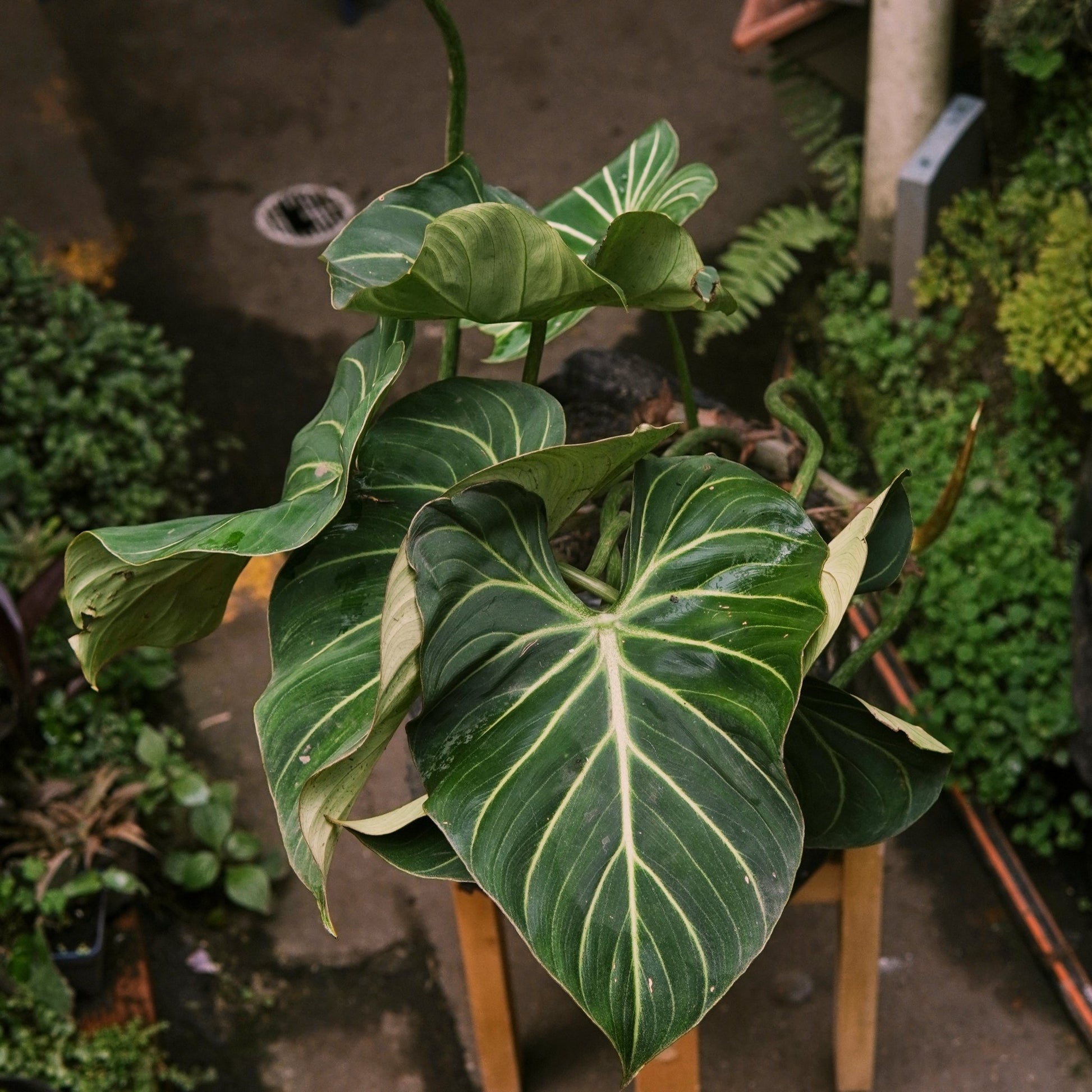Filodendro Gloriosum - Vivero Florecer