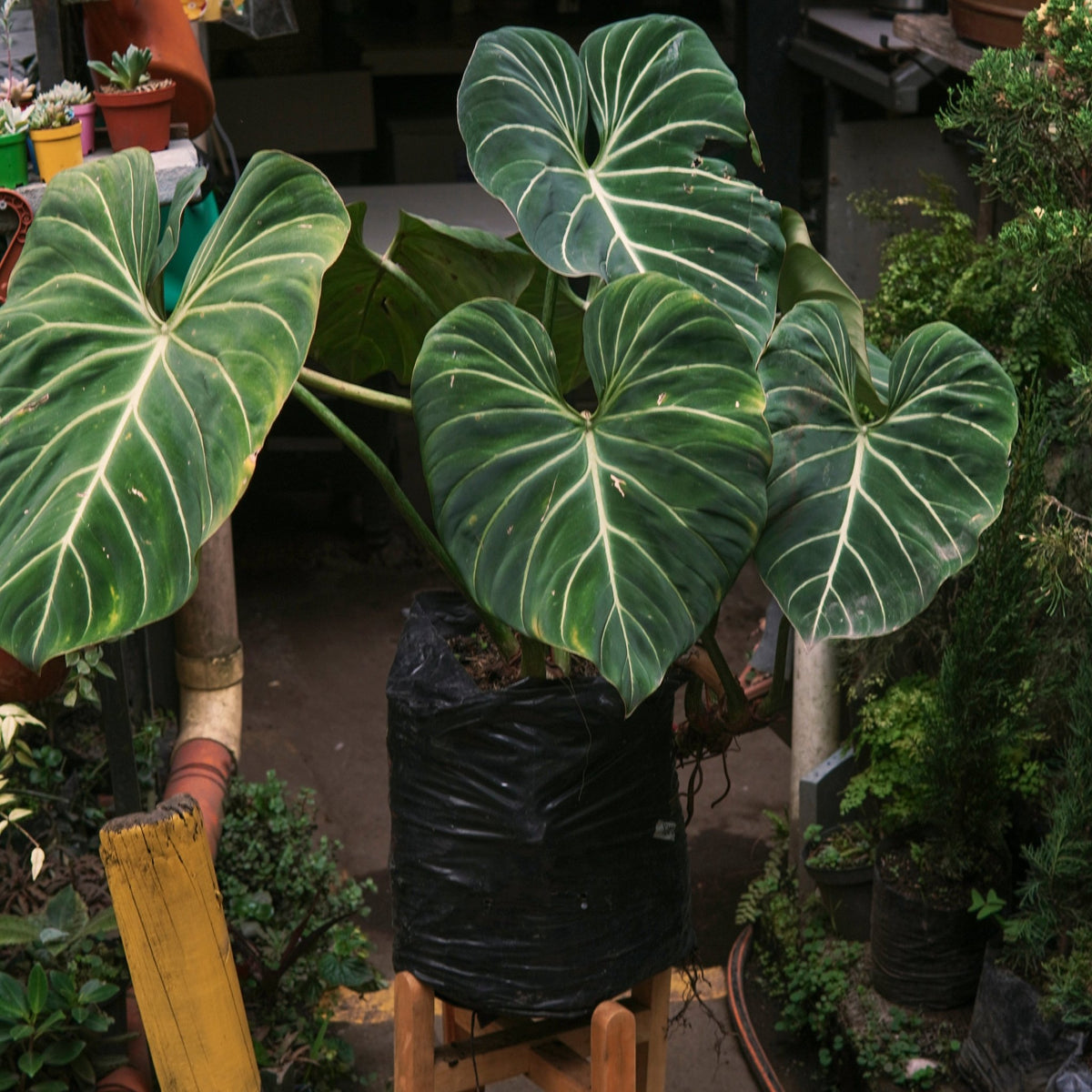 Filodendro Gloriosum - Vivero Florecer