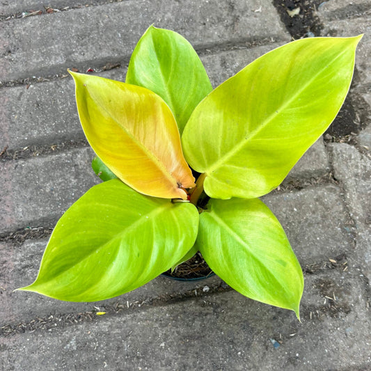 Filodendro Golden Melinonii - Vivero Florecer