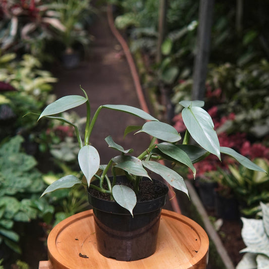 Filodendro Hastatum Silver - Vivero Florecer