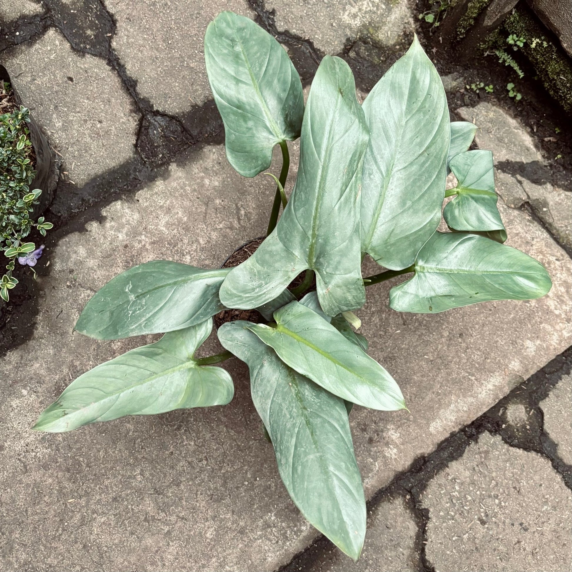 Filodendro Hastatum Silver Sword - Vivero Florecer