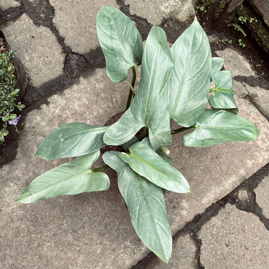 Filodendro Hastatum Silver Sword - Vivero Florecer