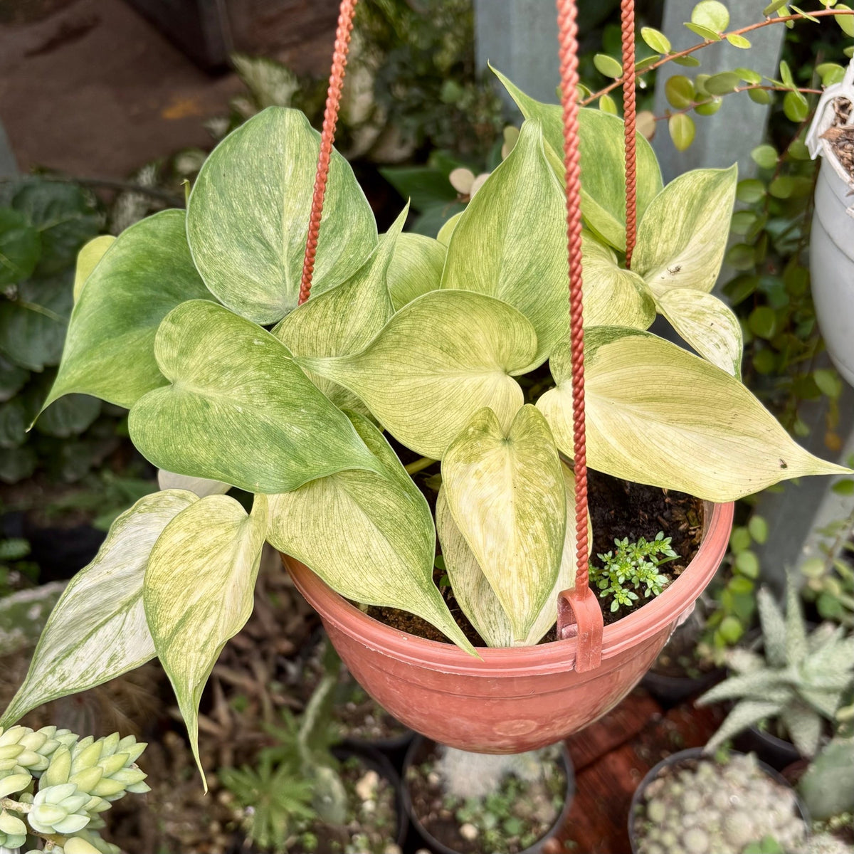 Filodendro Hederaceum Variegado - Vivero Florecer