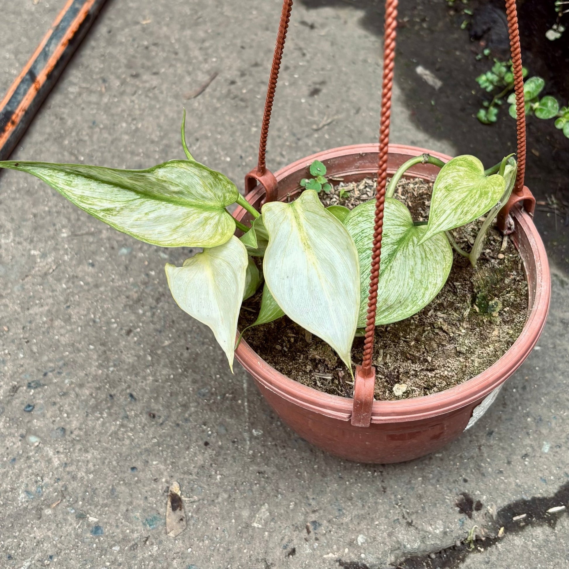 Filodendro Hederaceum Variegado - Vivero Florecer