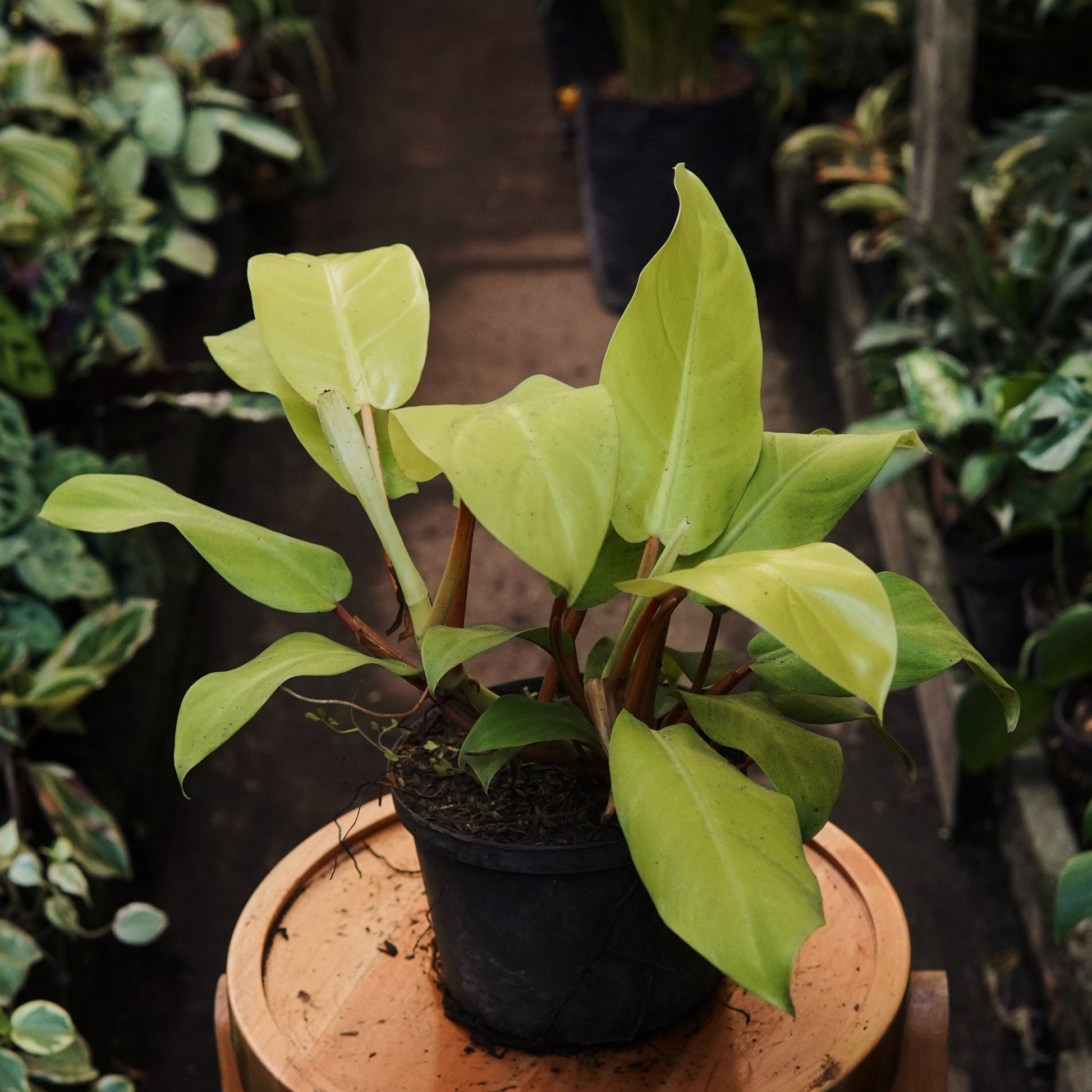Filodendro Limón - Vivero Florecer