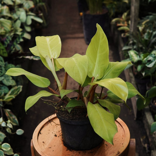 Filodendro Limón - Vivero Florecer