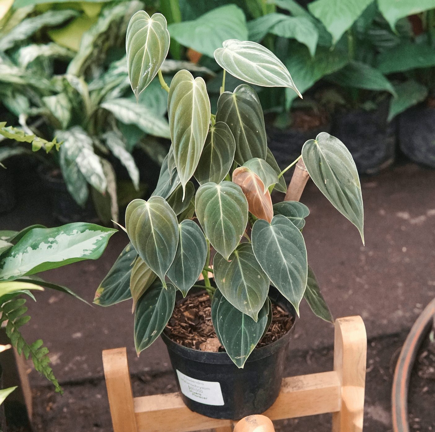 Filodendro Melanochrysum - Vivero Florecer