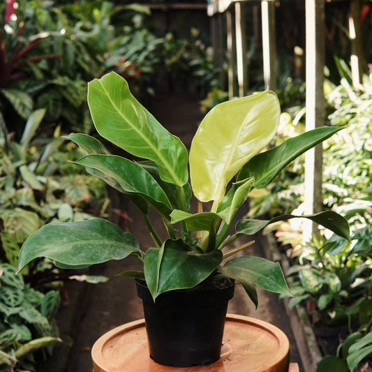 Filodendro Moonlight - Vivero Florecer