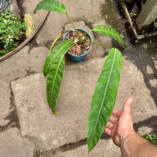 Filodendro Patriciae - Vivero Florecer