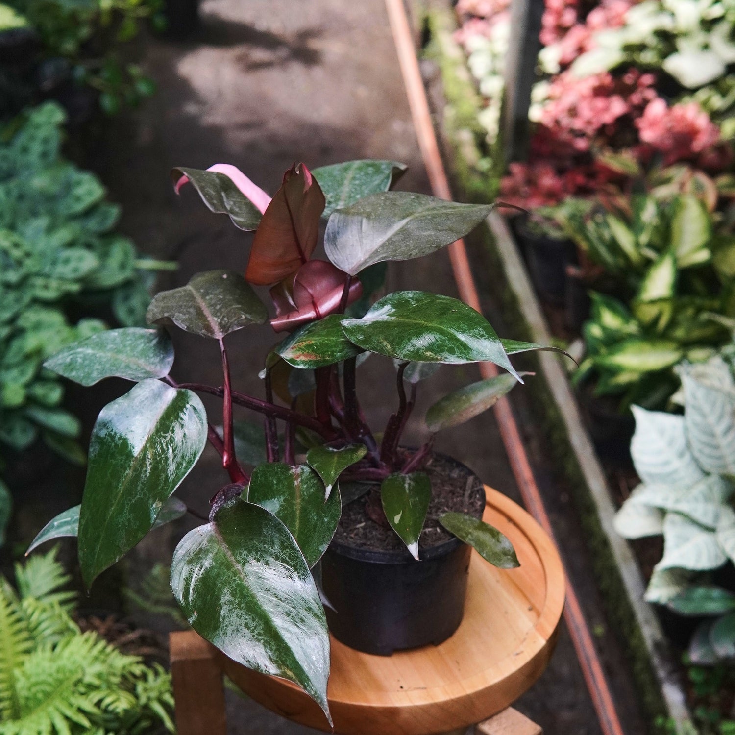 Filodendro Pink Princess - Vivero Florecer