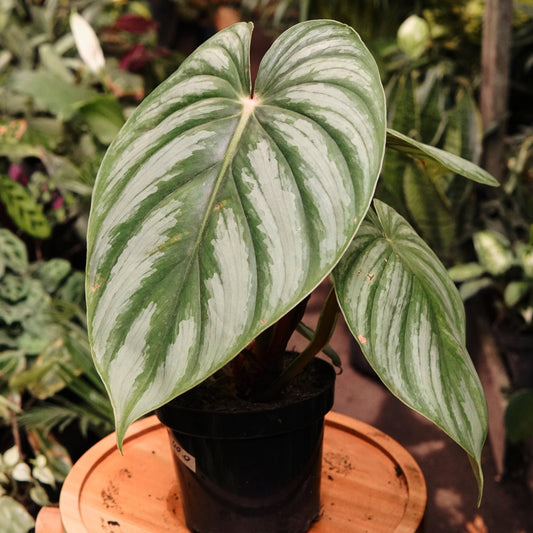 Filodendro Plowmanii - Vivero Florecer