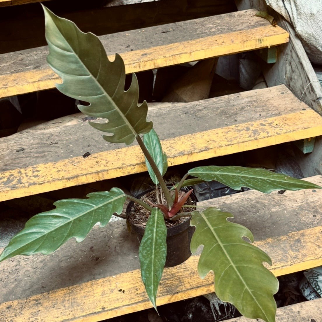 Filodendro Pluto - Vivero Florecer