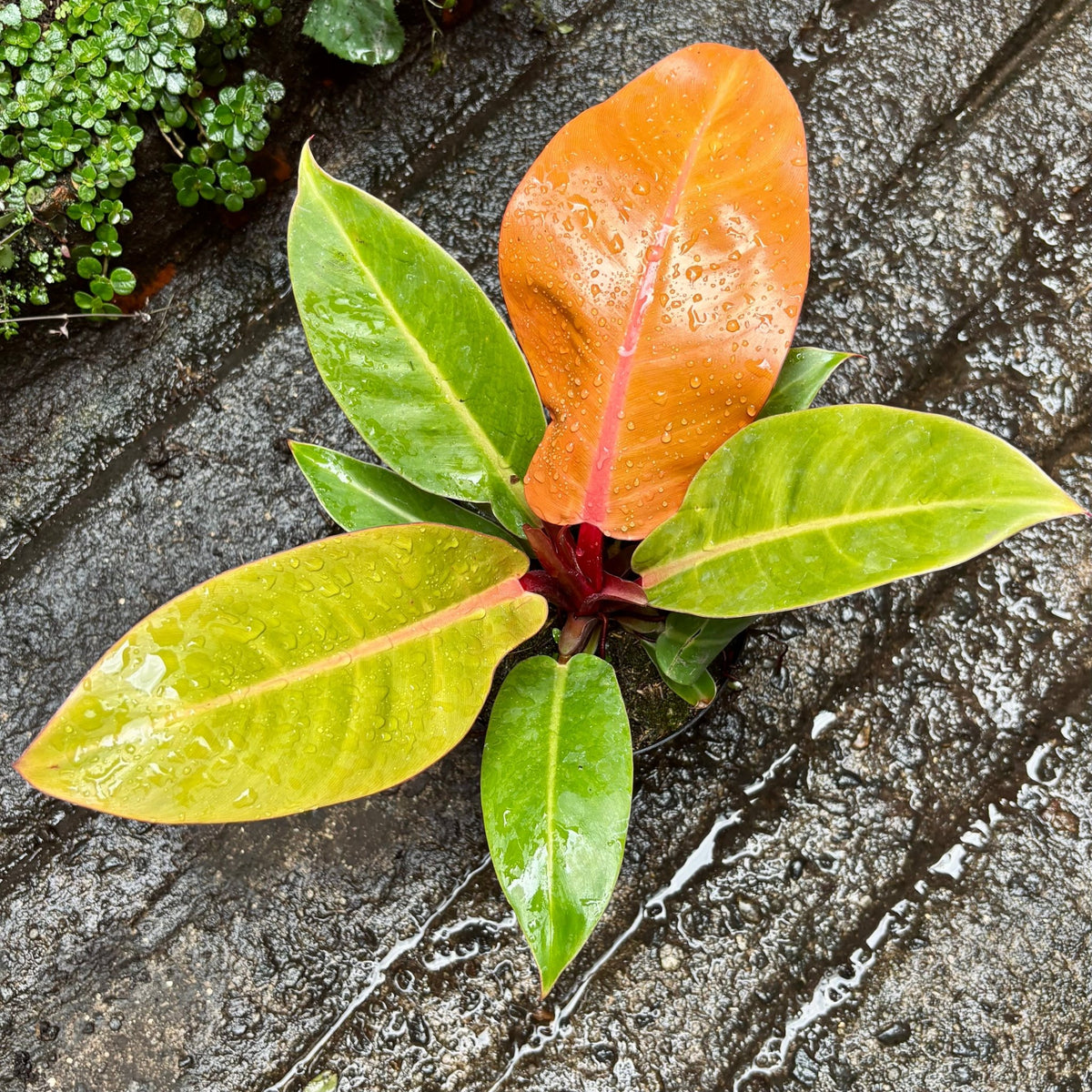 Filodendro Prince Of Orange “Príncipe Naranja” - Vivero Florecer