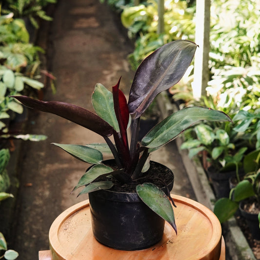 Filodendro Red Sin - Vivero Florecer