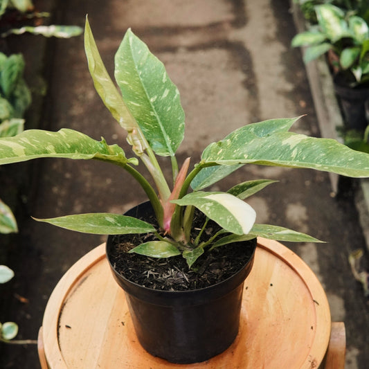 Filodendro Ring Of Fire - Vivero Florecer