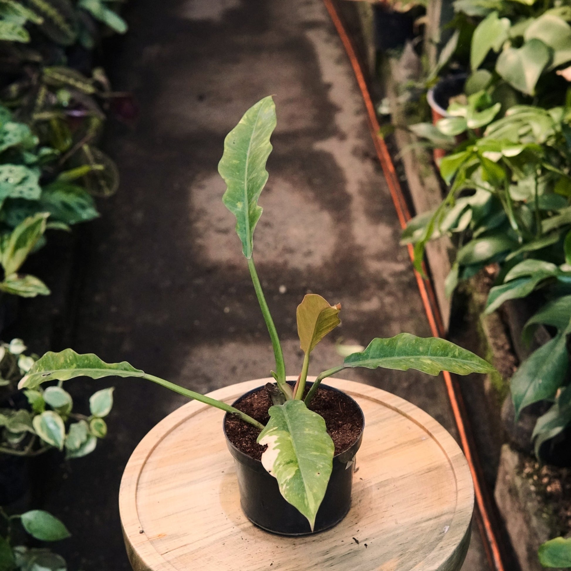 Filodendro Ring Of Fire - Vivero Florecer