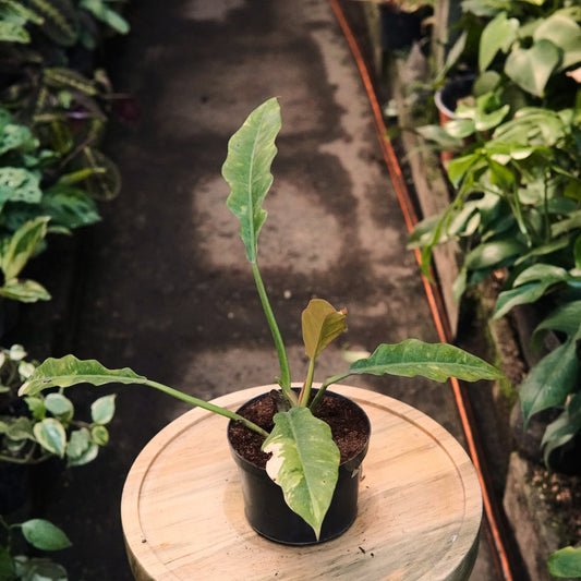 Filodendro Ring Of Fire - Vivero Florecer