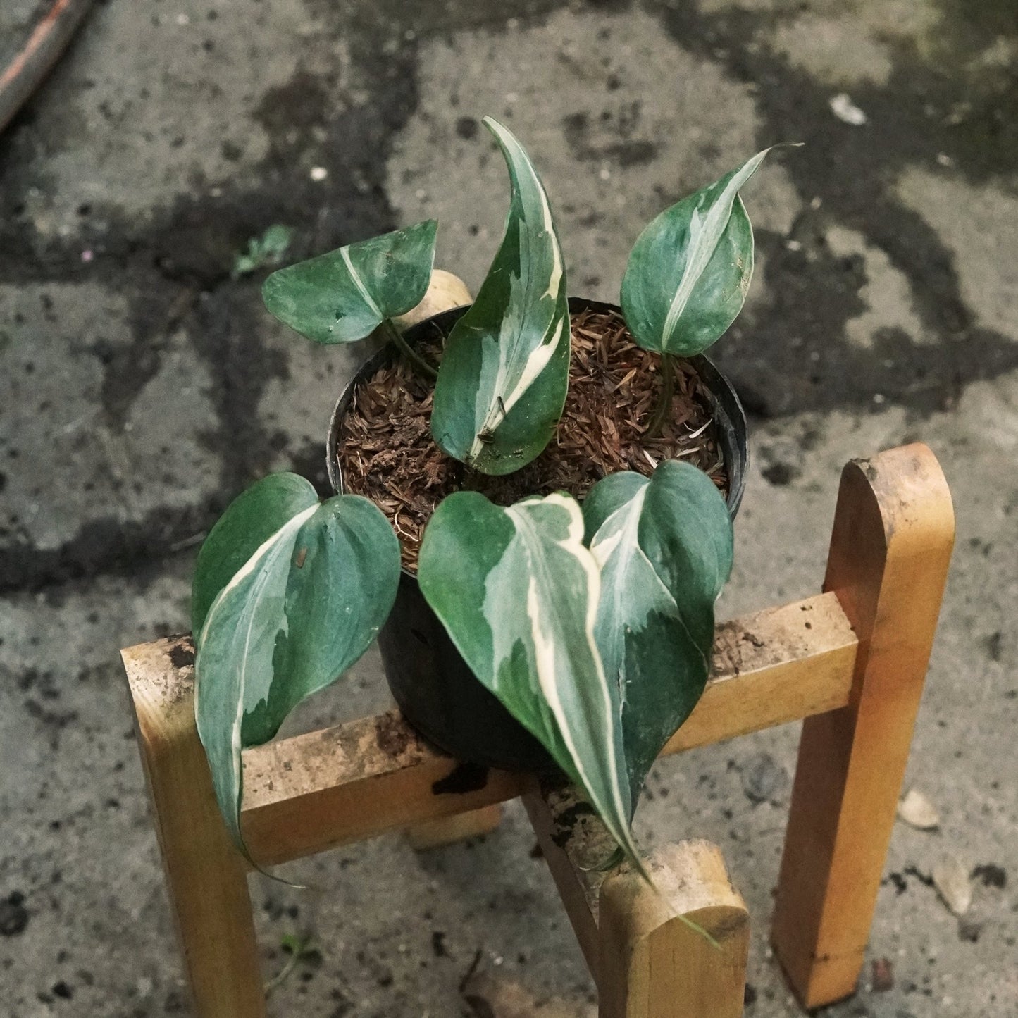 Filodendro Río - Vivero Florecer