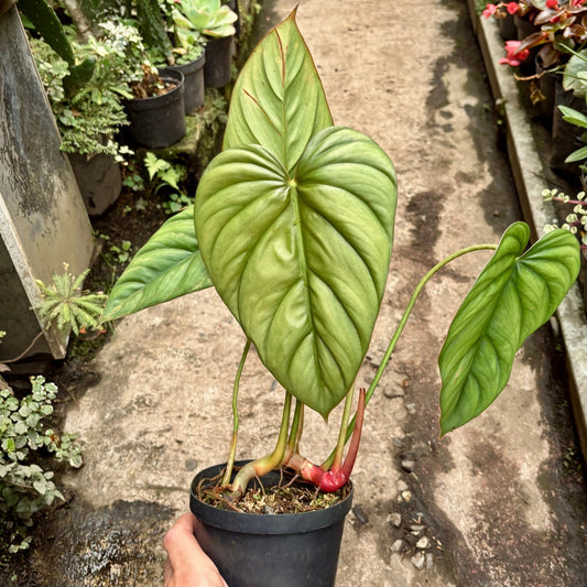 Filodendro Sp. Colombia - Vivero Florecer
