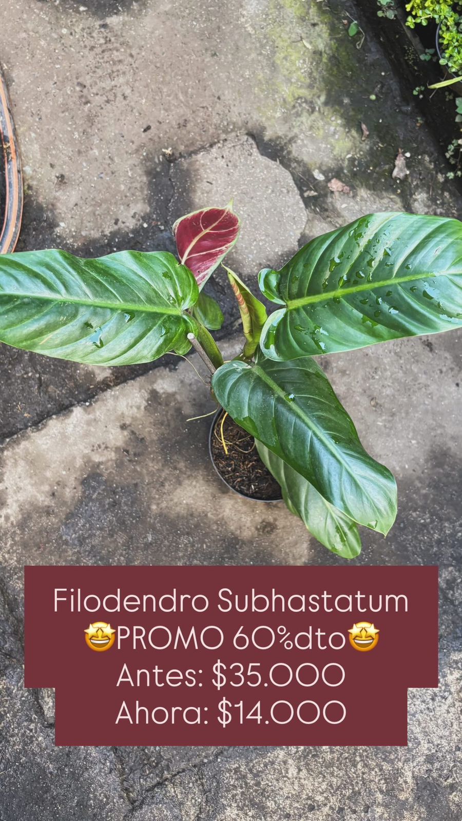 Filodendro Subhastatum - Vivero Florecer