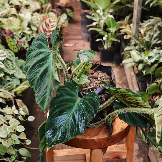 Filodendro Verrucosum - Vivero Florecer