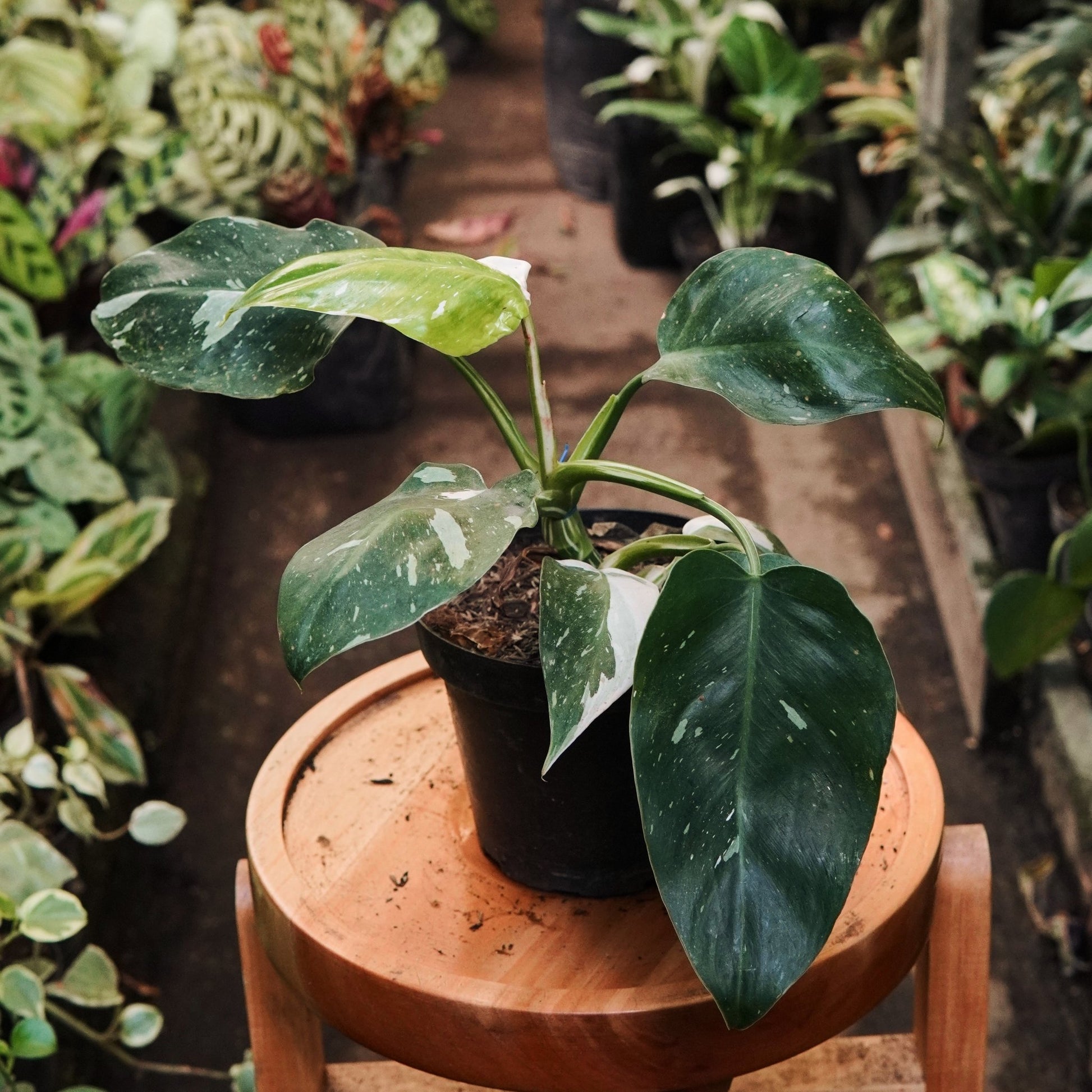 Filodendro White Wizard - Vivero Florecer