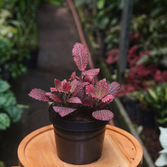 Fittonia Rosa - Vivero Florecer