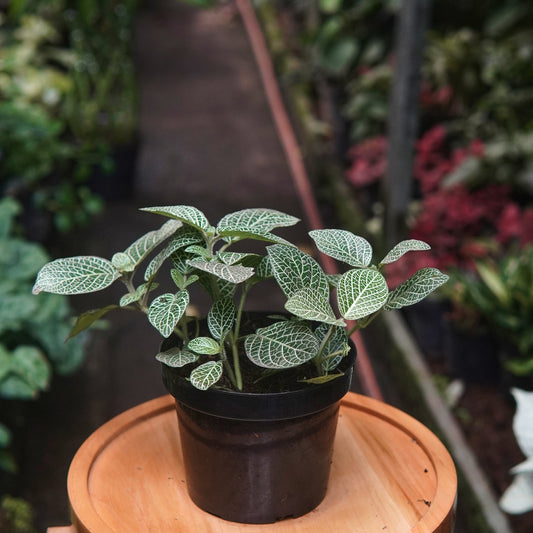 Fittonia Verde - Vivero Florecer
