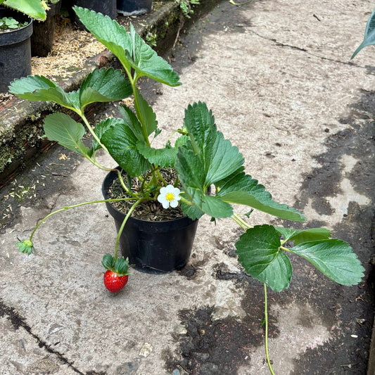 Fresa - Vivero Florecer