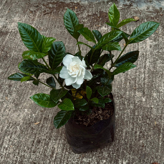 Gardenia Jasminoides - Vivero Florecer