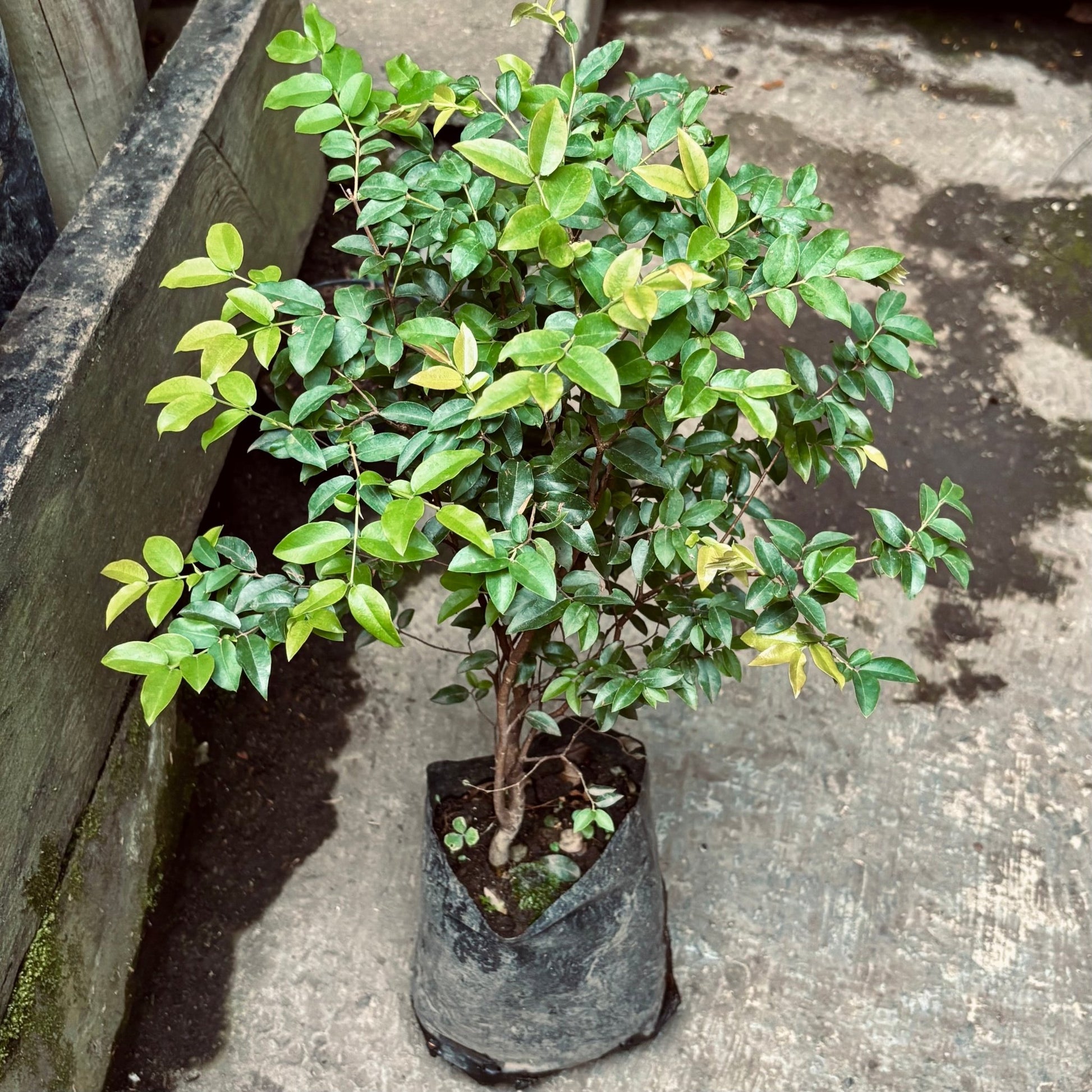 Guayabo Jaboticaba - Vivero Florecer