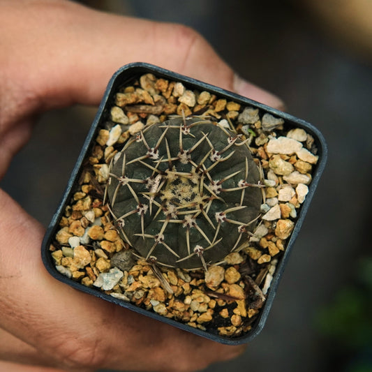 Gymnocalycium Denudatum - Vivero Florecer