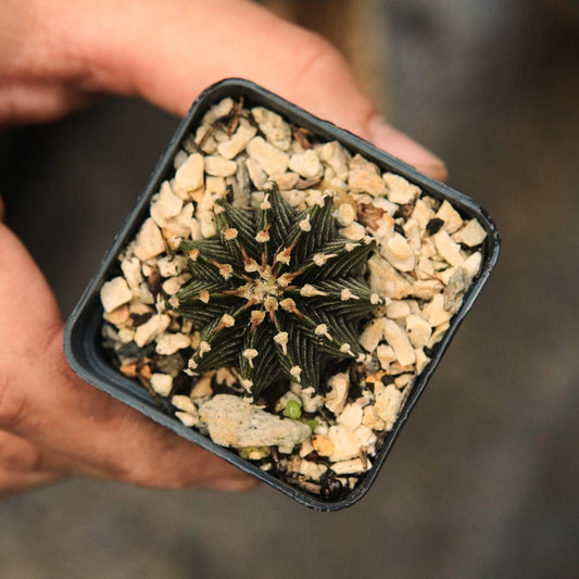 Gymnocalycium Friedrichii - Vivero Florecer