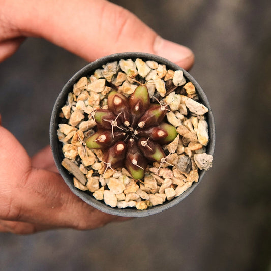 Gymnocalycium Mihanovichii Variegata - Vivero Florecer