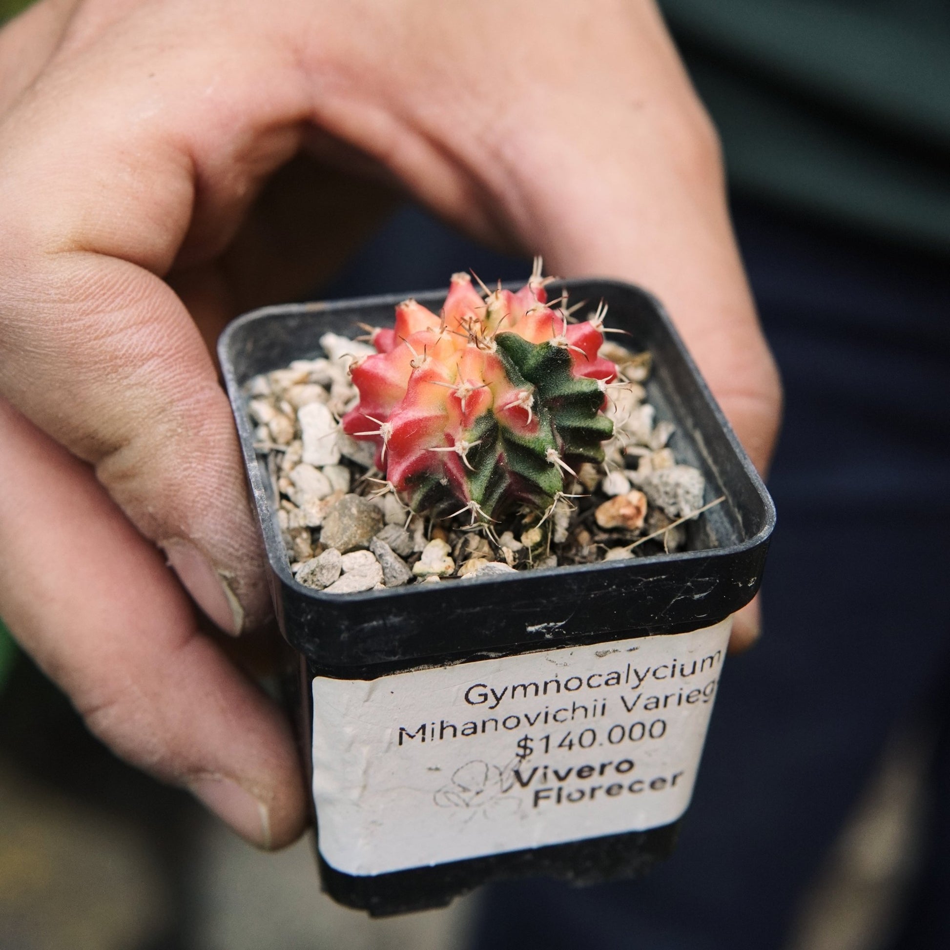 Gymnocalycium Mihanovichii Variegata - Vivero Florecer